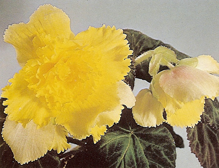 B. ‘Santa Barbara’
